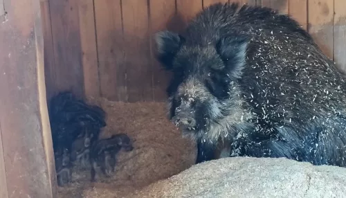 Полосатая радость: в барнаульском зоопарке родились милые кабанята