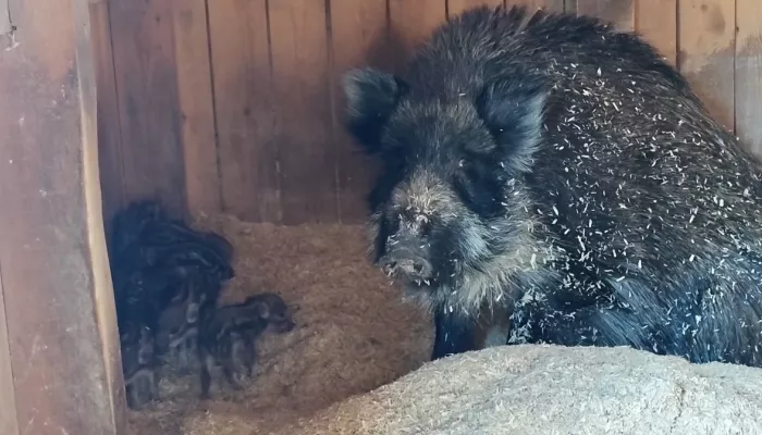 Полосатая радость: в барнаульском зоопарке родились милые кабанята