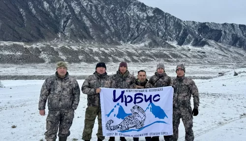 Начался последний этап алтайского учета численности и состояния снежного барса