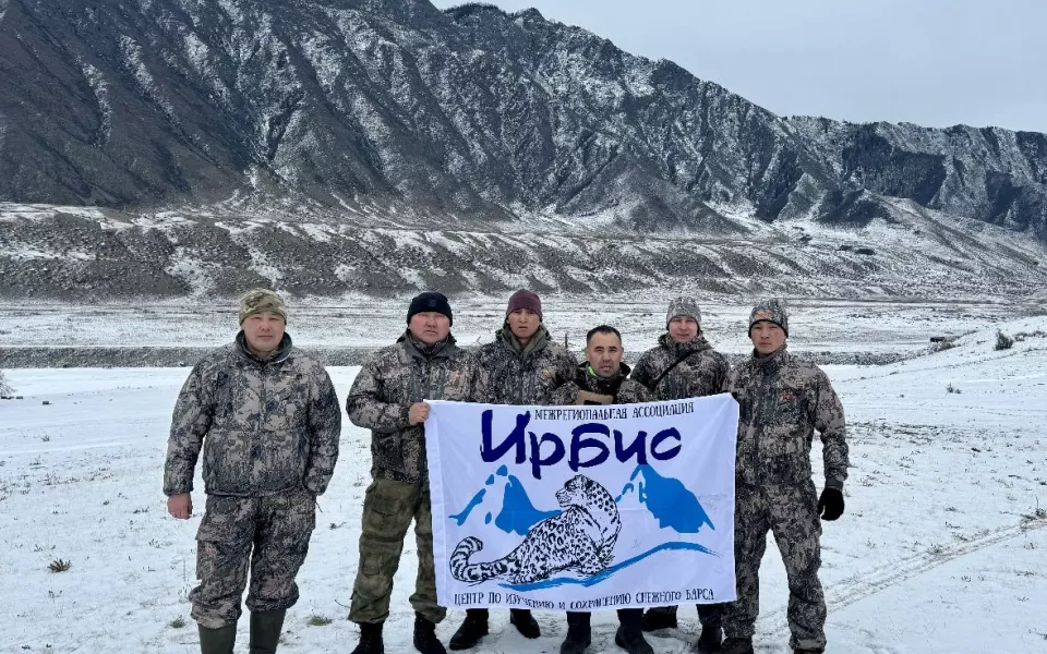 Начался последний этап алтайского учета численности и состояния снежного барса