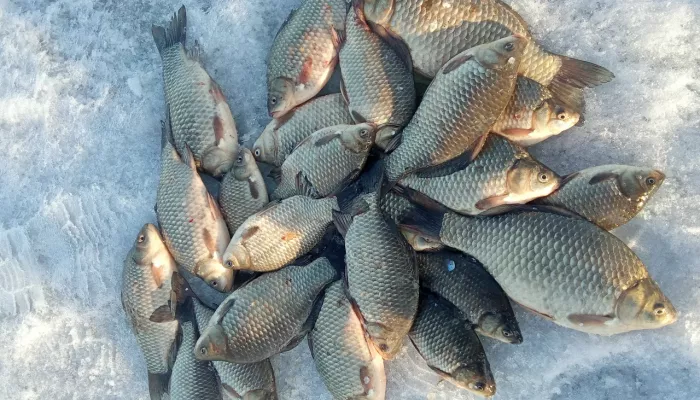 Солнышко грело: рыбаки Алтайского края показали свои уловы в начале апреля