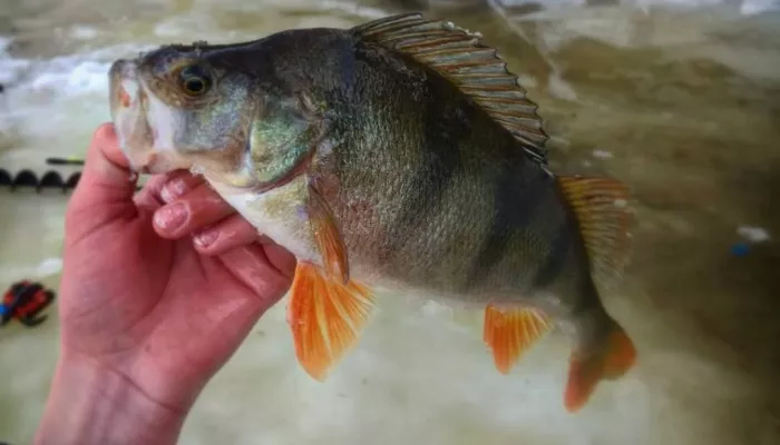 Солнышко грело: рыбаки Алтайского края показали свои уловы в начале апреля