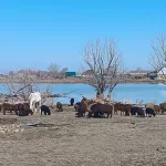 Есть подтопления: в МЧС рассказали о паводковой обстановке в Алтайском крае