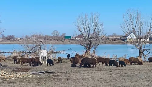 Есть подтопления: в МЧС рассказали о паводковой обстановке в Алтайском крае