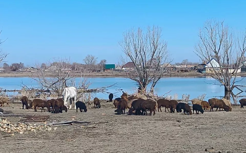 Есть подтопления: в МЧС рассказали о паводковой обстановке в Алтайском крае