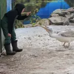 В барнаульском зоопарке показали настоящего сторожевого пеликана. Видео
