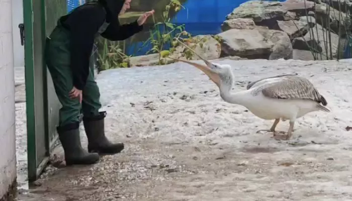 В барнаульском зоопарке показали настоящего сторожевого пеликана. Видео