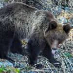 Появились первые кадры проснувшихся медведей в Алтайском заповеднике. Фото