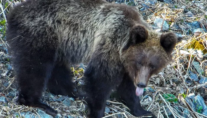 Появились первые кадры проснувшихся медведей в Алтайском заповеднике. Фото