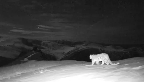 Ночной проход снежного барса засняла фотоловушка в Республике Алтай. Видео