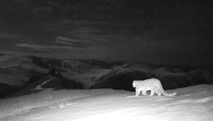 Ночной проход снежного барса засняла фотоловушка в Республике Алтай. Видео