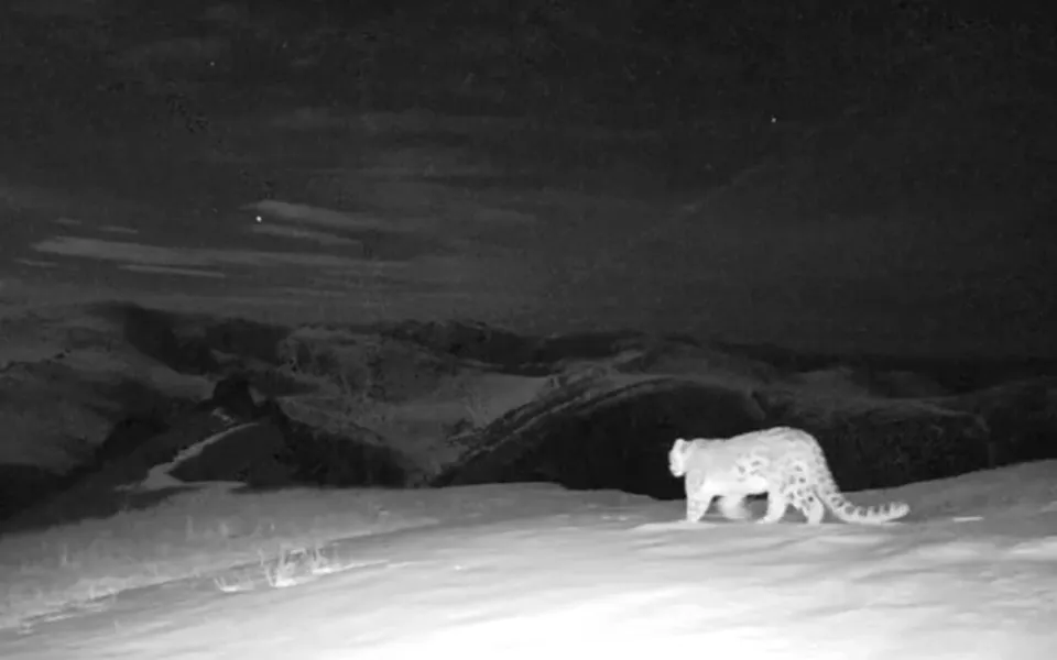 Ночной проход снежного барса засняла фотоловушка в Республике Алтай. Видео