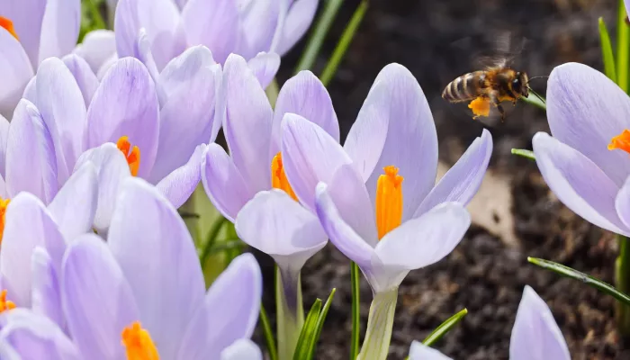 В барнаульском зоопарке распустились весенние первоцветы