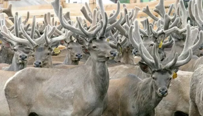 Мараловодческие хозяйства Республики Алтай могут получить субсидии