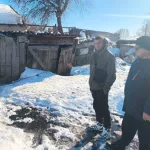 Выместил злость: житель Алтайского края с лопатой бросился на собак, одна погибла