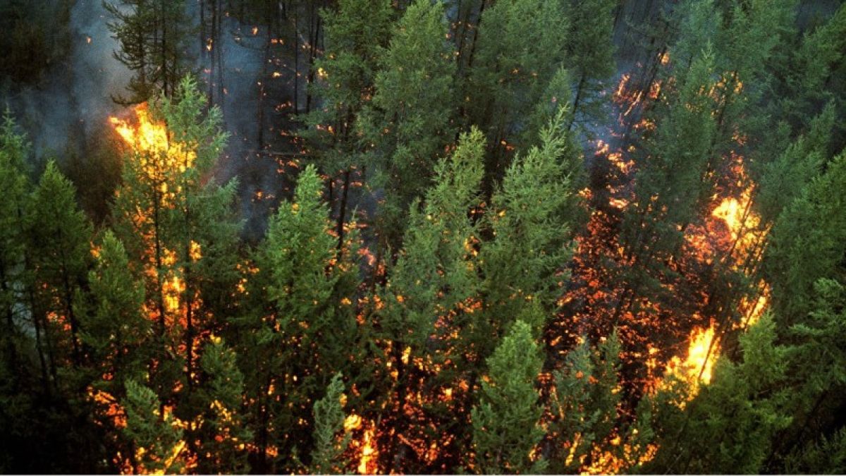 Около миллиона гектаров леса горит в Сибири