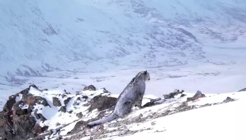 В Сайлюгемском нацпарке сняли на видео ирбиса после отдыха на снегу