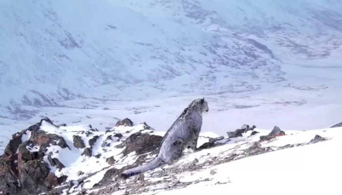 В Сайлюгемском нацпарке сняли на видео ирбиса после отдыха на снегу