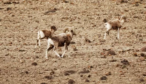 Проект по сохранению редкого алтайского горного барана запустят в Республике Алтай
