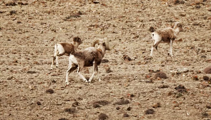 Проект по сохранению редкого алтайского горного барана запустят в Республике Алтай