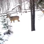 Специалисты посчитали обитателей Алтайского заповедника