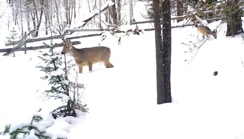 Специалисты посчитали обитателей Алтайского заповедника