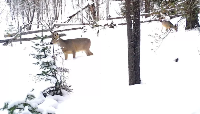 Специалисты посчитали обитателей Алтайского заповедника