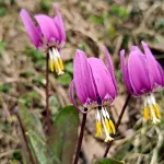 На Яйлинской террасе зацвел кандык сибирский. Фото