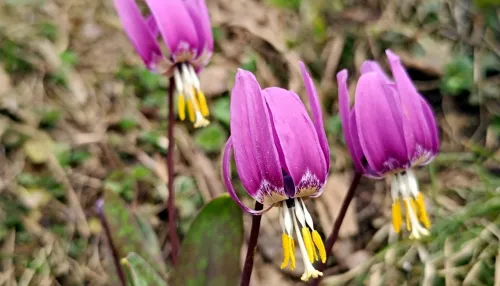 На Яйлинской террасе зацвел кандык сибирский. Фото