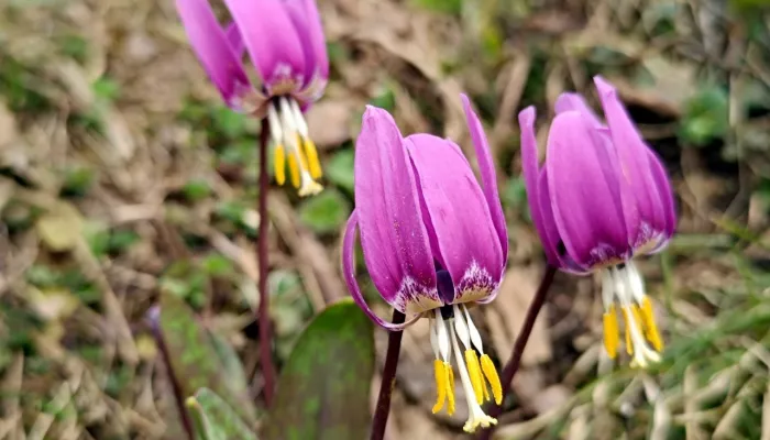 На Яйлинской террасе зацвел кандык сибирский. Фото
