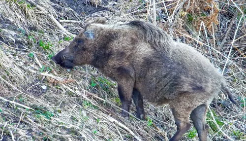 Обитатели Алтайского заповедника выходят на солнцепечные прителецкие склоны. Фото