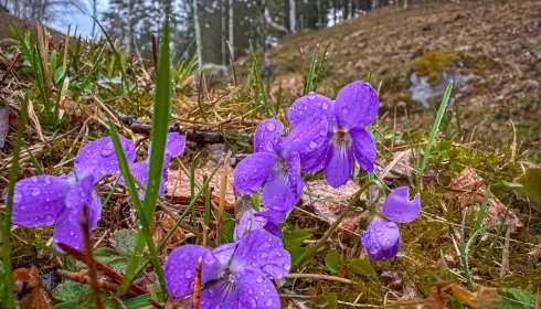 На заповедных просторах Телецкого озера зацвела алтайская фиалка