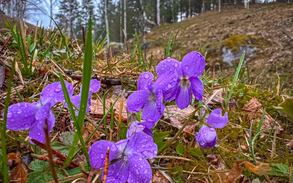На заповедных просторах Телецкого озера зацвела алтайская фиалка