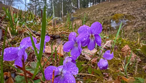 Алтайская фиалка зацвета на Яйлинской террасе. Фото