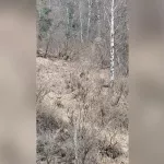 На весеннем прителецком склоне засняли бурого медведя. Видео