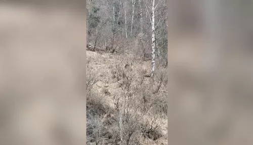 На весеннем прителецком склоне засняли бурого медведя. Видео
