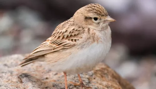 Редкую пролетную птицу запечатлели в Алтайском заповеднике. Фото