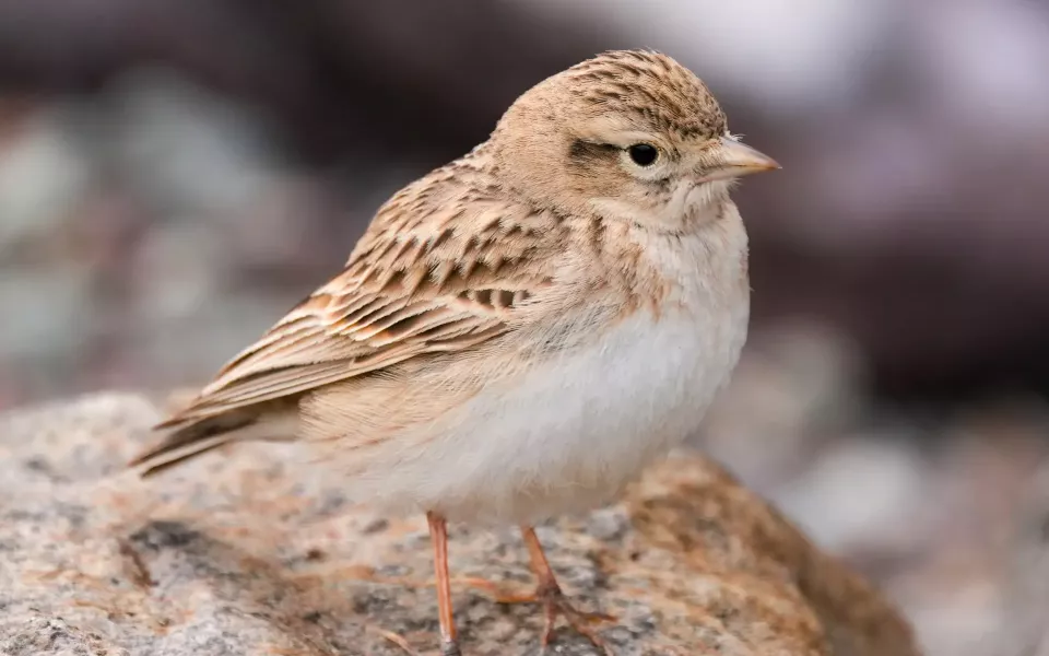 Редкую пролетную птицу запечатлели в Алтайском заповеднике. Фото
