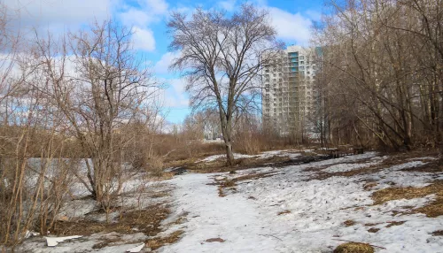 Лед и пернатые разведчики. Как просыпается озеро с уточками в новостройках Барнаула