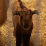 У единственных в России золотистых такинов родился детеныш. Трогательные фото