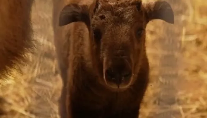 У единственных в России золотистых такинов родился детеныш. Трогательные фото