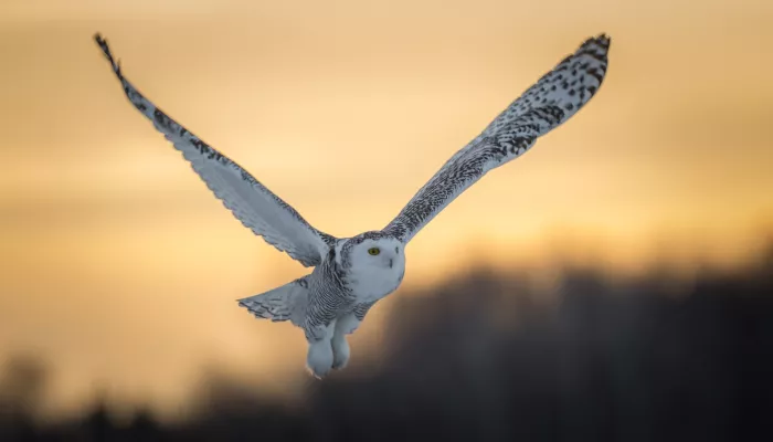 Суслик Воронцова и полярная сова: Красную книгу края пополнят новыми видами