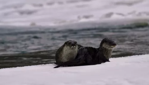 Редких выдр впервые запечатлели на реке Аргут в Сайлюгемском нацпарке. Фото