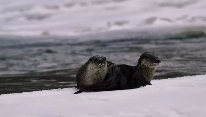 Редких выдр впервые запечатлели на реке Аргут в Сайлюгемском нацпарке. Фото