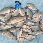 Мормышинг рулит: рыбаки Алтайского края похвастались своими уловами