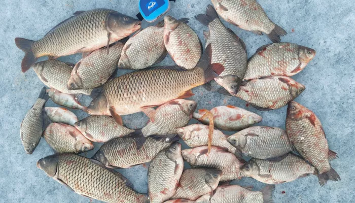 Мормышинг рулит: рыбаки Алтайского края похвастались своими уловами