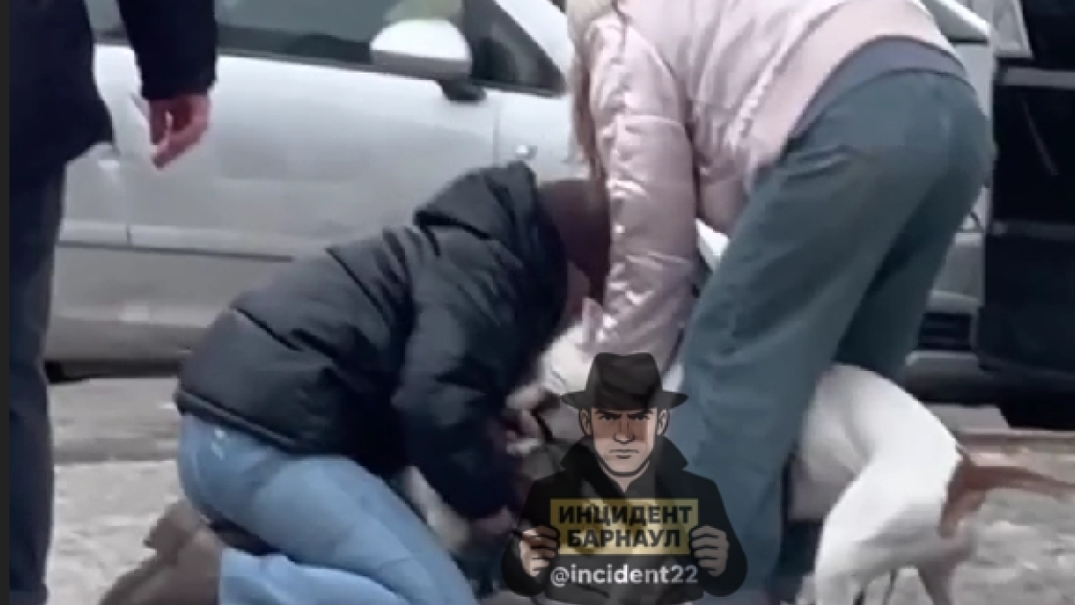 Драка собак