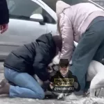 Соцсети: бойцовский пес напал на собаку в барнаульском дворе