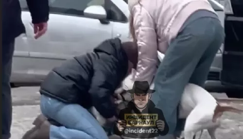 Соцсети: бойцовский пес напал на собаку в барнаульском дворе
