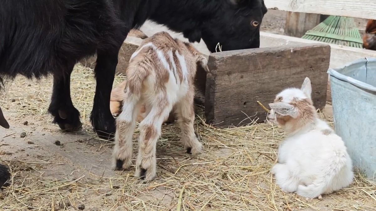 Пополнение у козочек в Барнаульском зоопарке